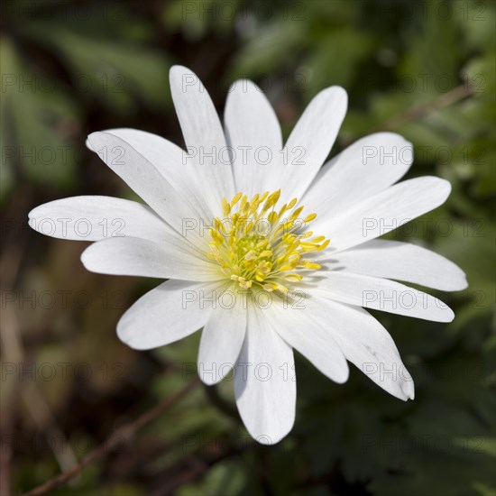 Grecian Windflower (Anemone blanda 'White Splendour')