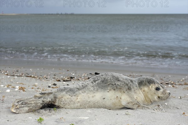 Harbour Seal (Phoca vitulina)