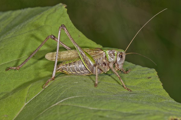 Wart-biter Cricket (Decticus verrucivorus) on the leaf of a Butterbur