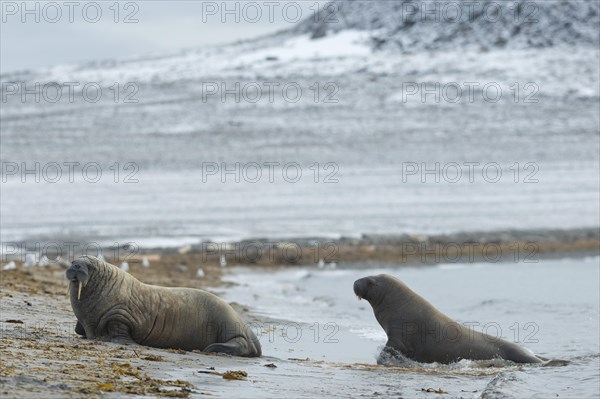 Walruses (Odobenus rosmarus)