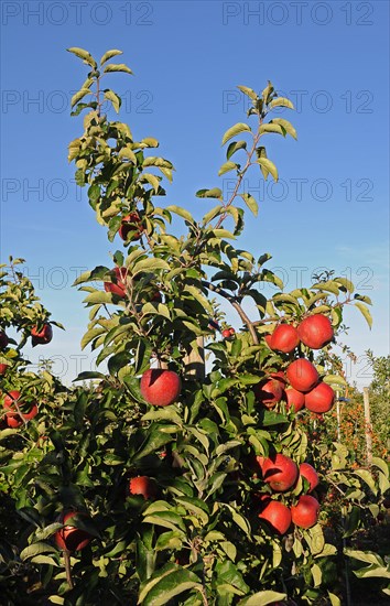 Apple tree with red apples