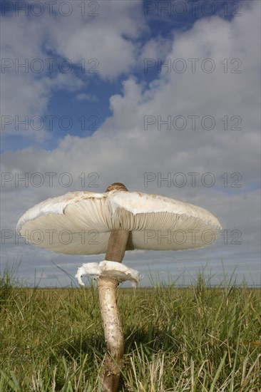 Parasol Mushroom (Macrolepiota procera)