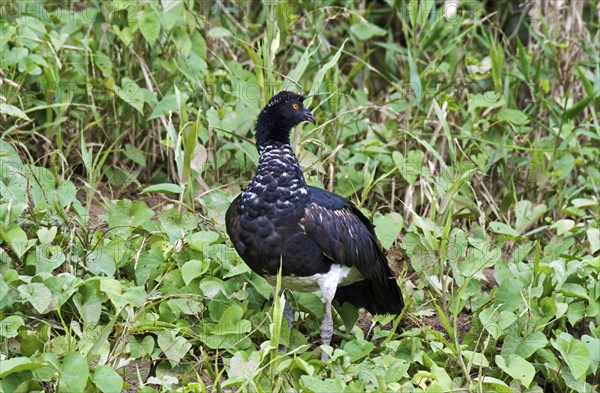 Horned Screamer (Anhima cornuta)