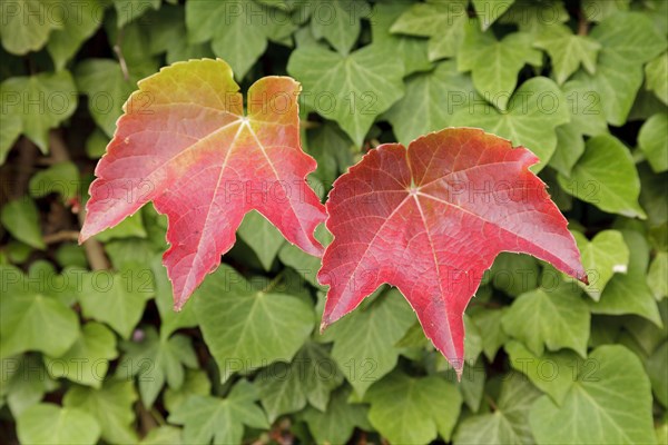 Boston ivy (Parthenocissus tricuspidata) and ivy