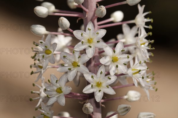 Sea Squill or Medicinal Squill (Urginea maritima)