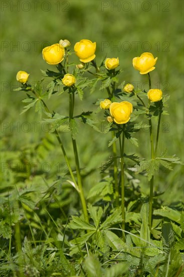 Globe Flower (Trollius europaeus)