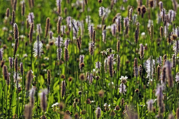 Ribwort Plantain (Plantago lanceolata)