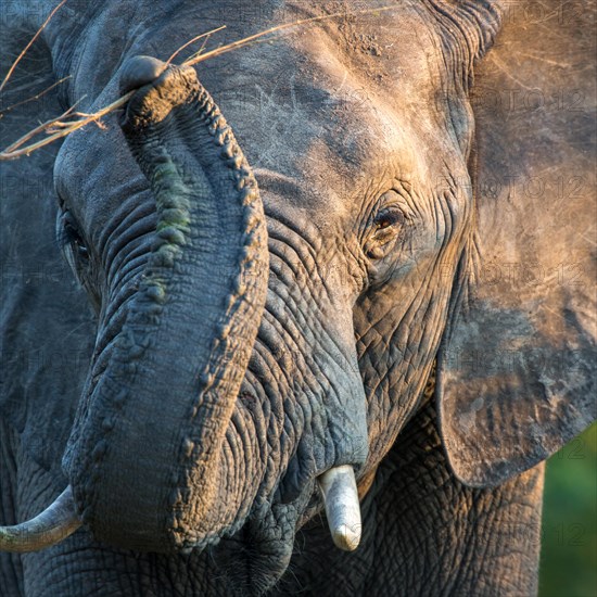 African elephant (Loxodonta africana) raises trunk and grabs branch