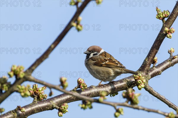 Tree Sparrow (Passer montanus)