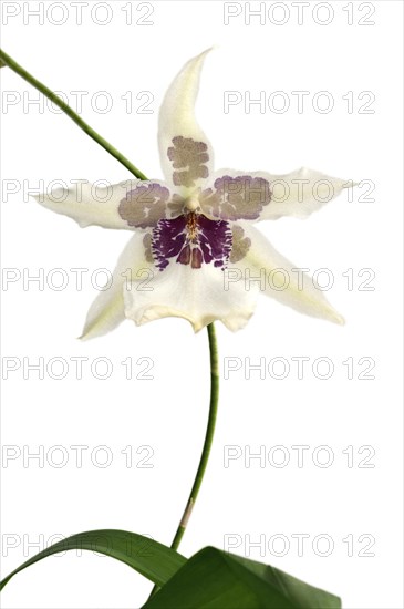 Flowering Tahoma Glacier Beallara hybrid orchid