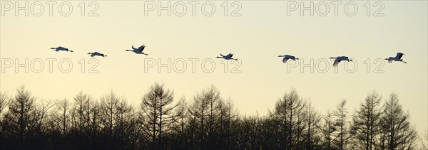 Red-crowned Cranes