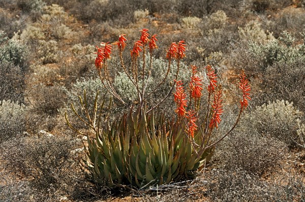 Aloe falcata or Vanrhynsdorp aloe