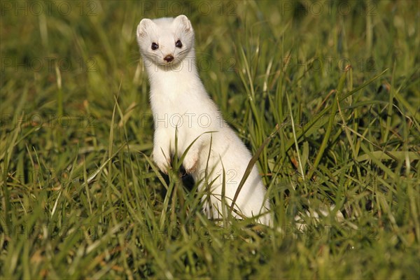 Stoat