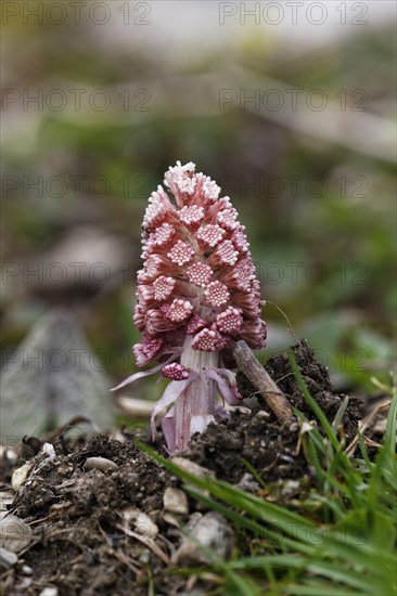 Butterbur or Sweet Coltsfoot (Petasites paradoxus)