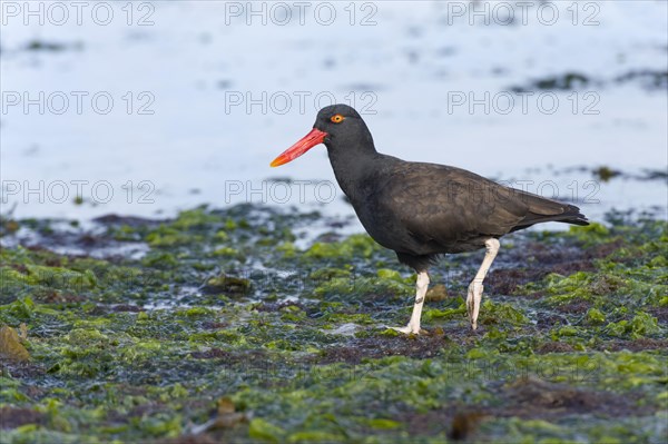 Blackish Oystercatcher (Haematopus ater)