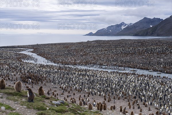 King Penguins (Aptenodytes patagonicus)