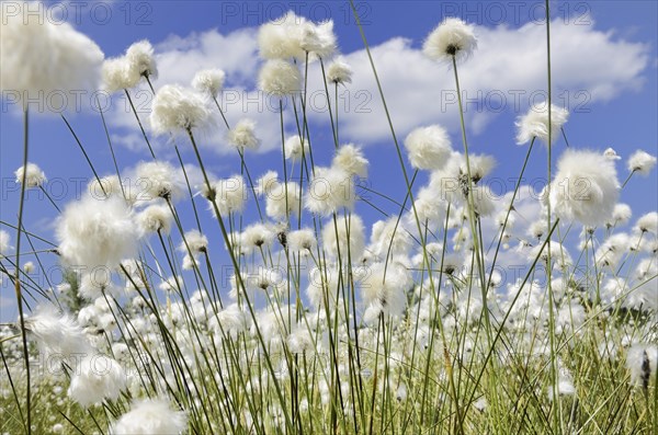 Blooming Hare's-tail Cottongrass