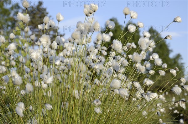 Blooming Hare's-tail Cottongrass