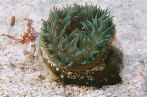 Beadlet Anemone (Actinia equina)