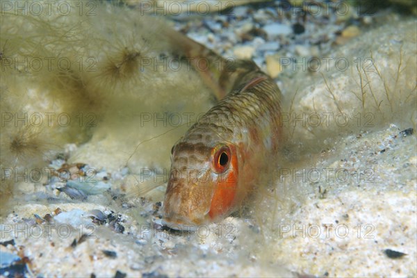 Goatfish (Mullus barbatus ponticus)