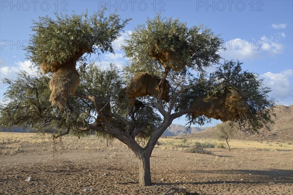 Nests of Sociable Weavers or Social Weavers (Philetairus socius) in a tree