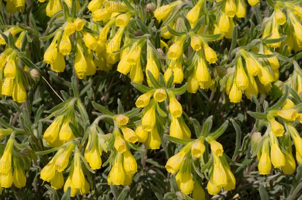 Golden-flowered Onosma (Onosma taurica)