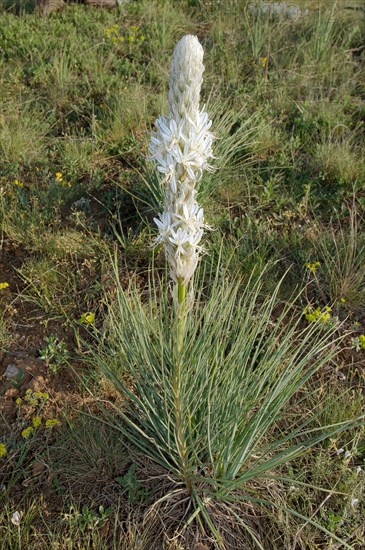Asphodel (Asphodeline parviflora or Asphodeline taurica)