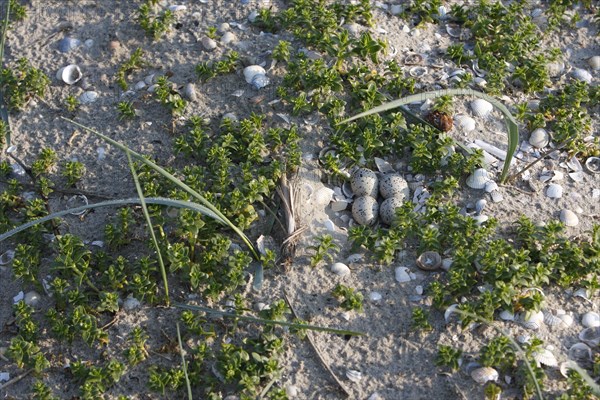 Clutch of a Common Ringed Plover or Ringed Plover (Charadrius hiaticula) amidst salicornia