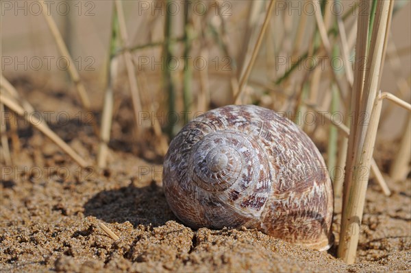 White Garden Snail or Mediterranean Coastal Snail (Theba pisana)