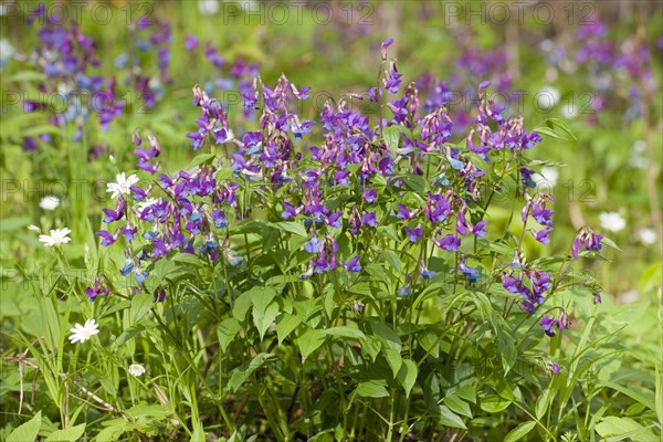 Spring Pea or Spring Vetchling (Lathyrus vernus)