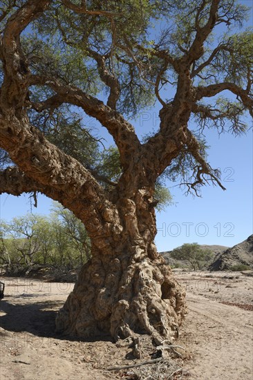 Apple-ring Acacia