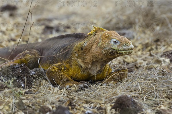 Galapagos Land Iguana (Conolophus subcristatus)