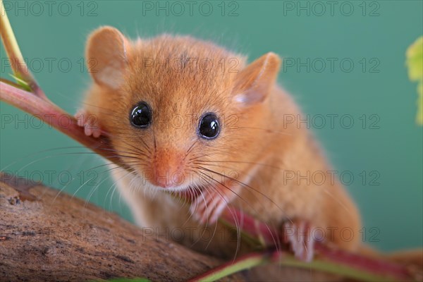 Hazel Dormouse