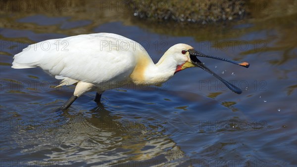 Eurasian Spoonbill or Common Spoonbill (Platalea leucorodia) foraging for food