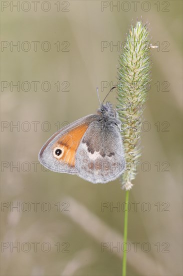 Small Heath butterfly (Coenonympha pamphilus) perched on a grass flower