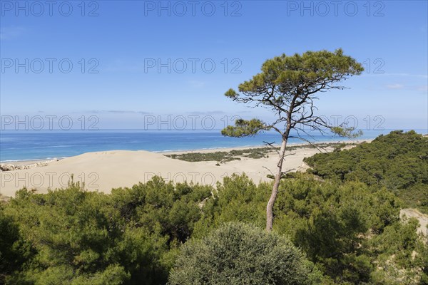 Pine tree on sand dunes