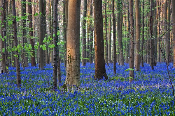 Atlantic Bluebells or Common Bluebells (Hyacinthoides non-scripta)