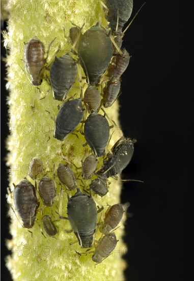 Aphids (Aphidoidea)