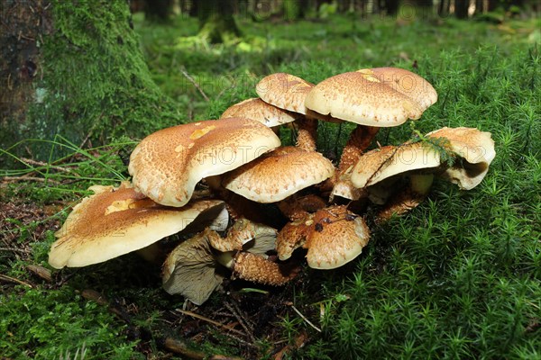 Shaggy Scalycap or Scaly Pholiota (Pholiota squarrosa)