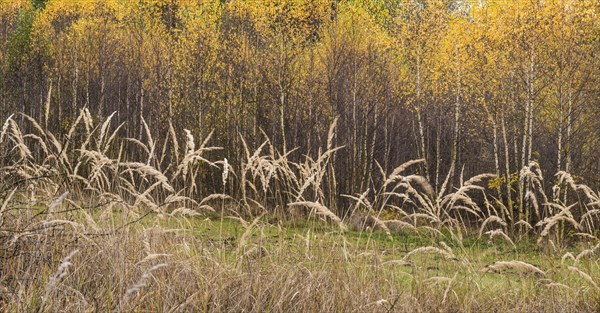Birch forest in autumn