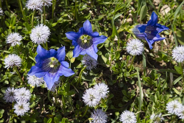 Blue Stemless Gentian (Gentiana acaulis)