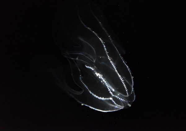 Deep sea jellyfish with bioluminescence