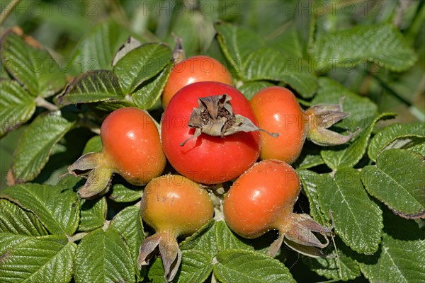 Rosehips of Rugosa rose (Rosa rugosa)