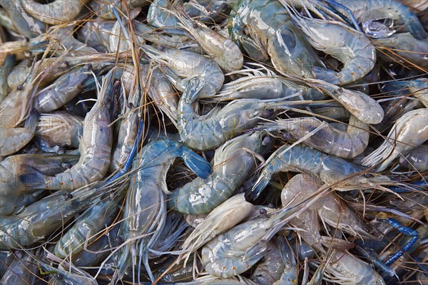 Young Rosenberg prawns (Macrobrachium rosenbergii)