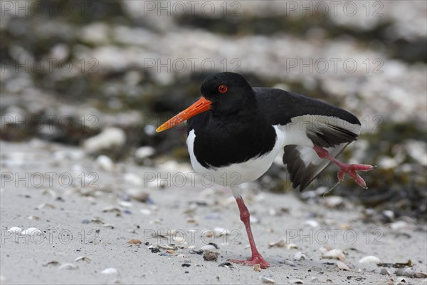 Oystercatcher (Haematopus ostralegus)