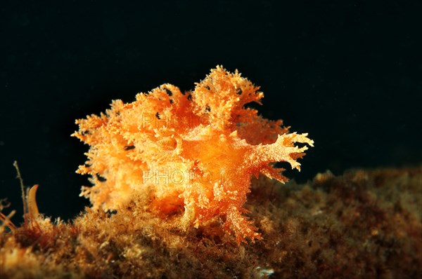 Nudibranch species (Dendronotus robustus)