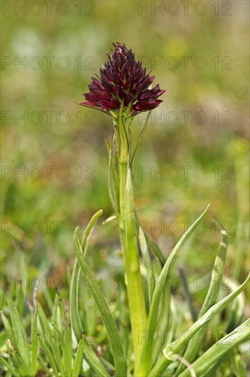 Black vanilla orchid (Nigritella nigra)