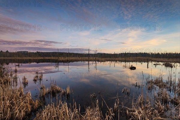 Lake in Schwenninger Moos Nature Reserve