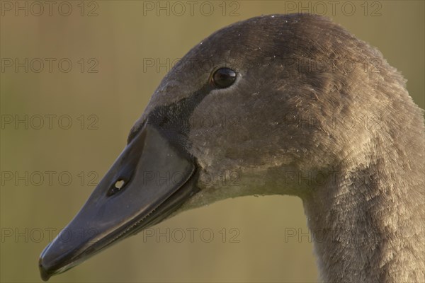 Mute Swan (Cygnus olor)