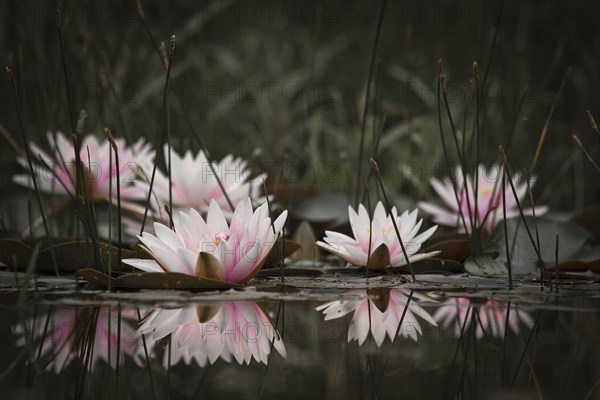 Water lilies (Nymphaea sp.)